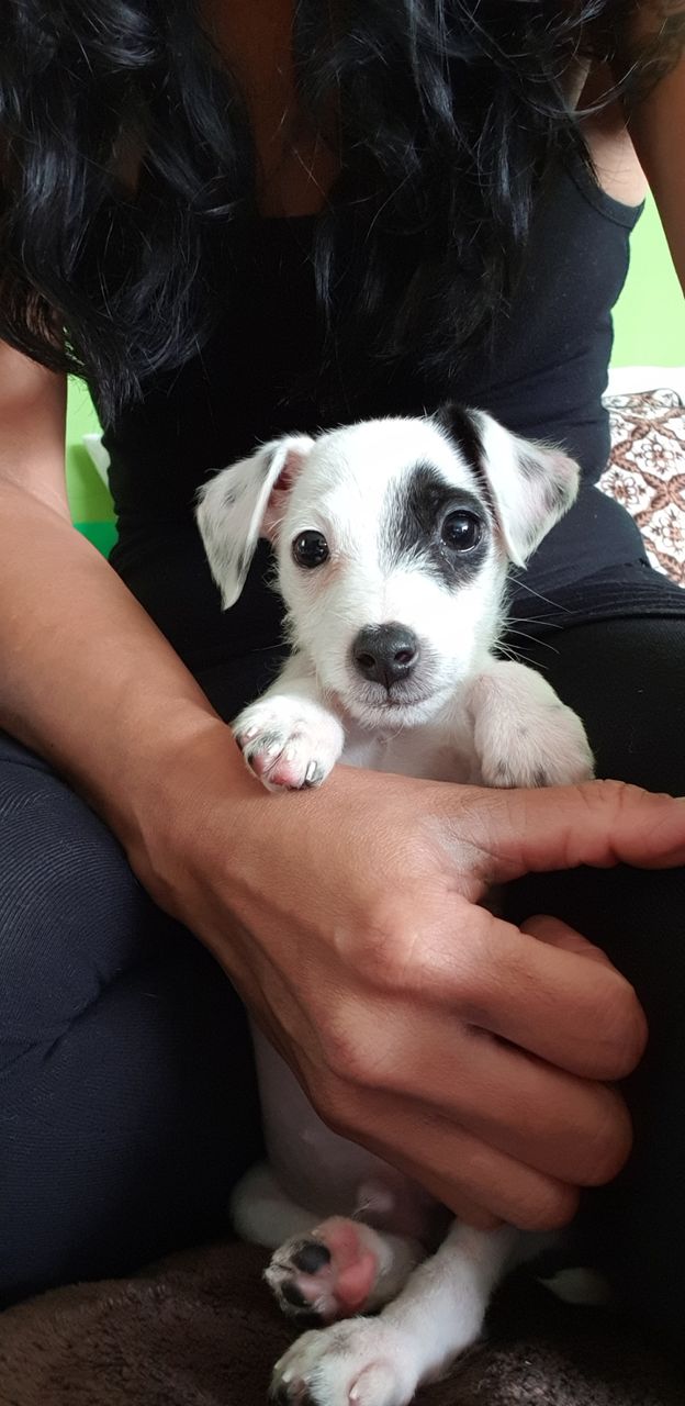 Cute little puppy