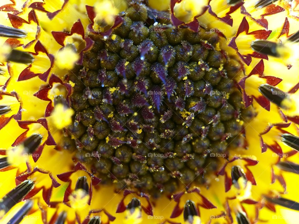 Macro shot of a sunflower