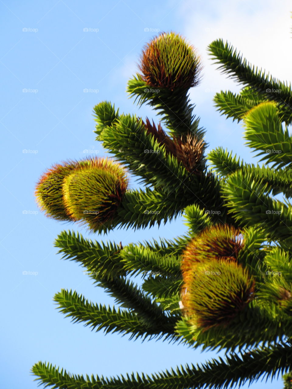 Araucaria araucana