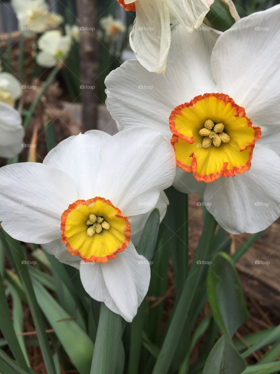 Twin Daffodils 