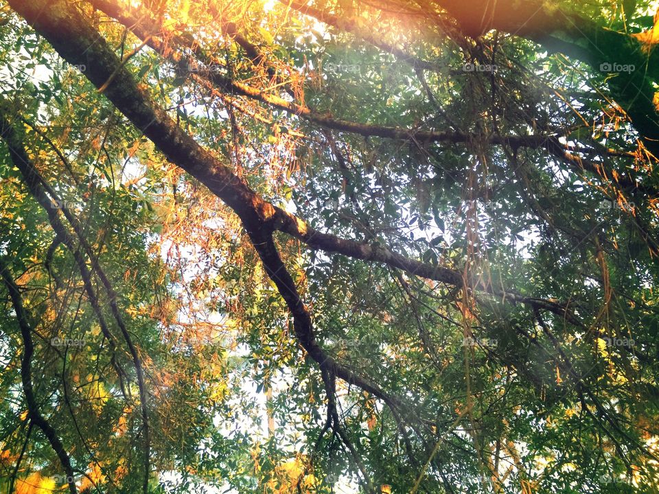 Sunlight through trees. Sunlight peeping through the canopy of the forest .
