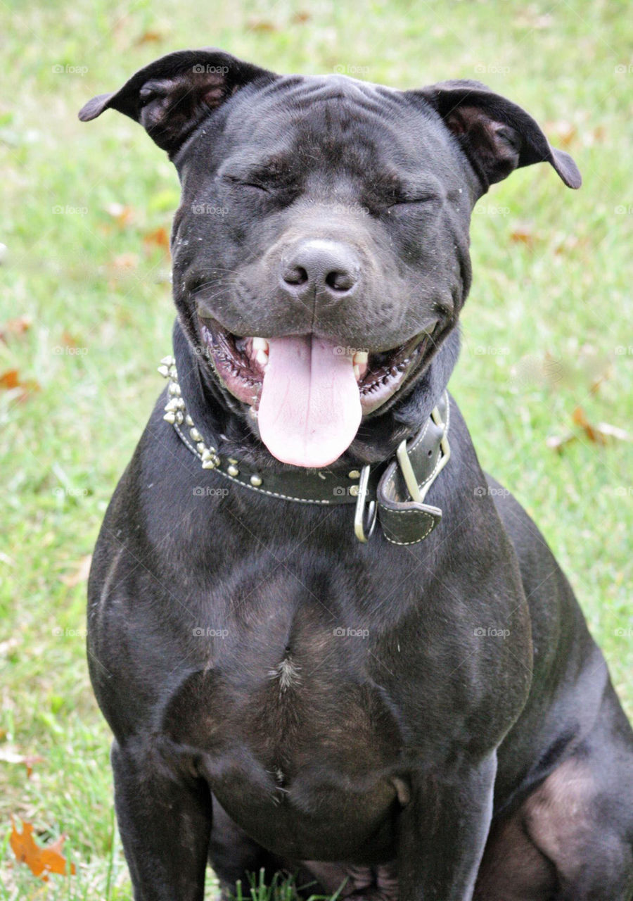 Black dog smiling happy