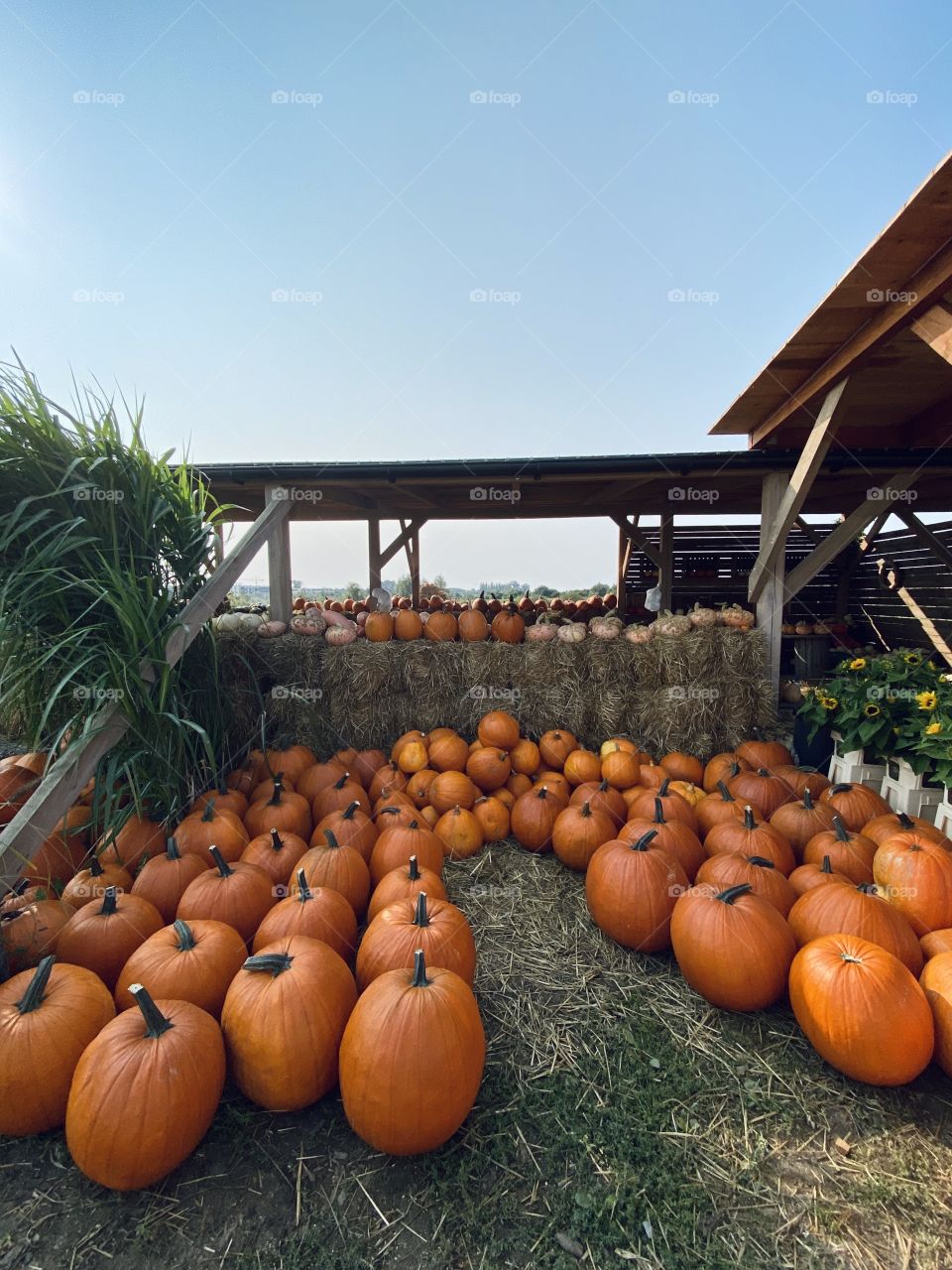 Pumpkin farm