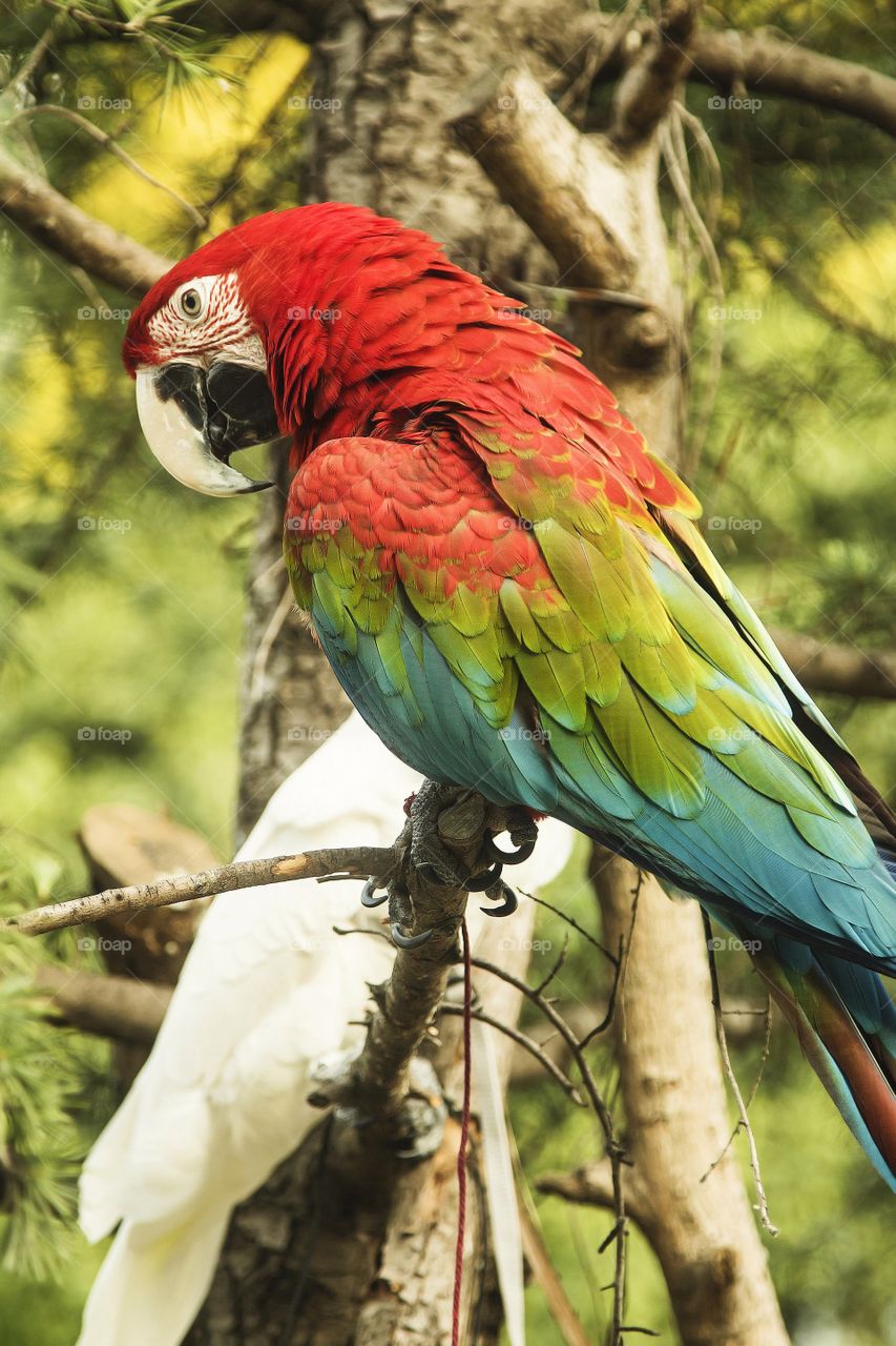 A Beautiful Single Rainbow Macaw