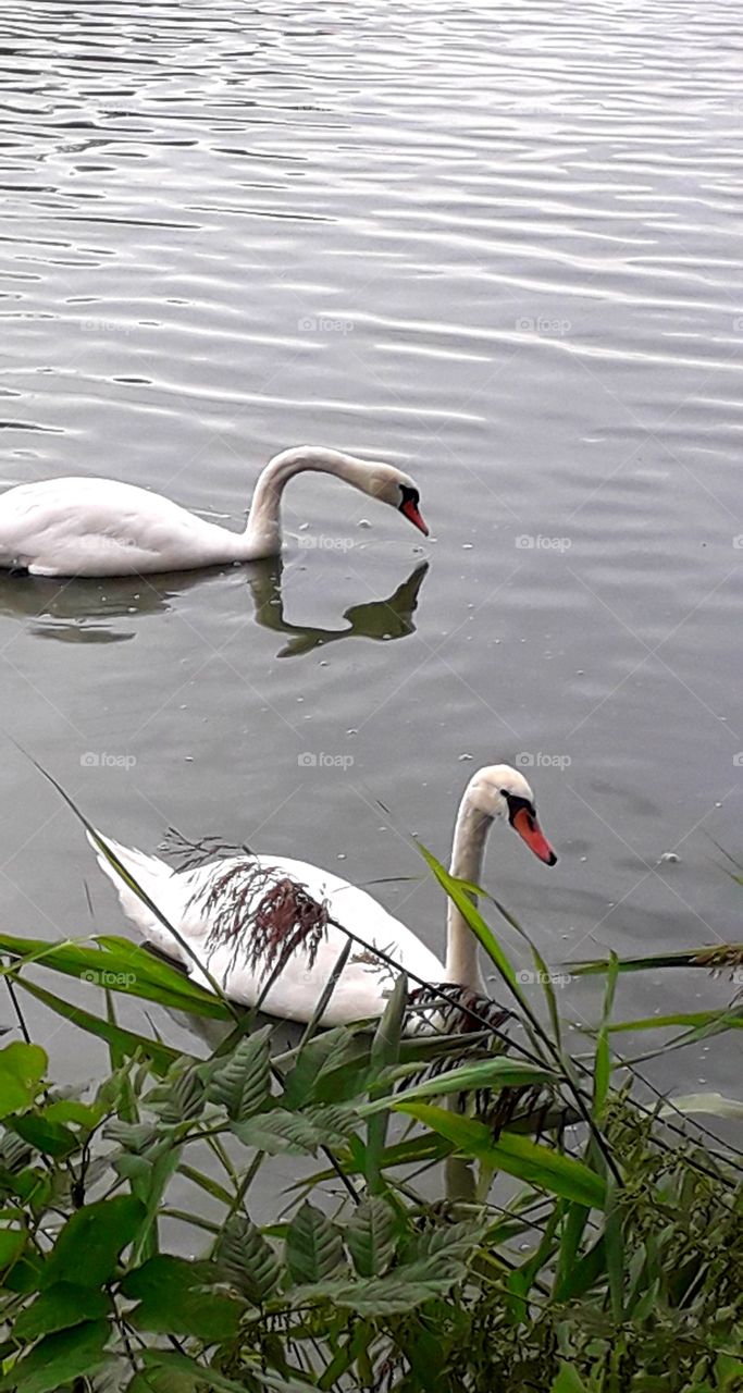 couple of white swans  on a lake
