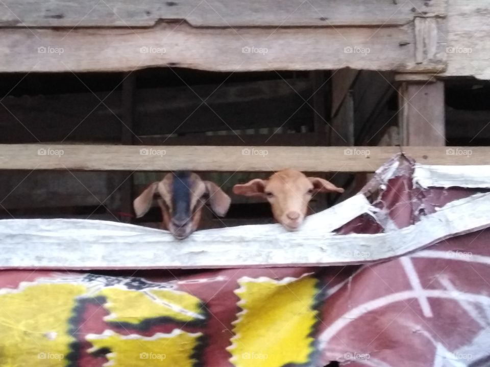 Two cute cattle take out their head from the barn to look outside.