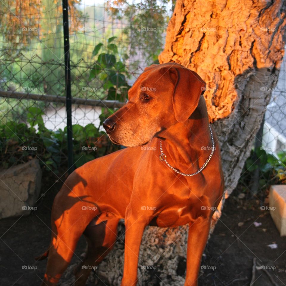 Taking in the sunset