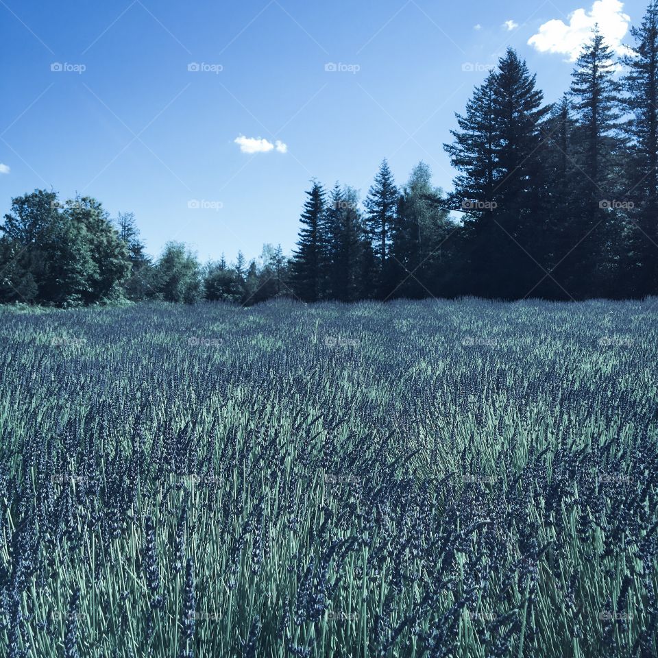 Wheatfield against blue sky