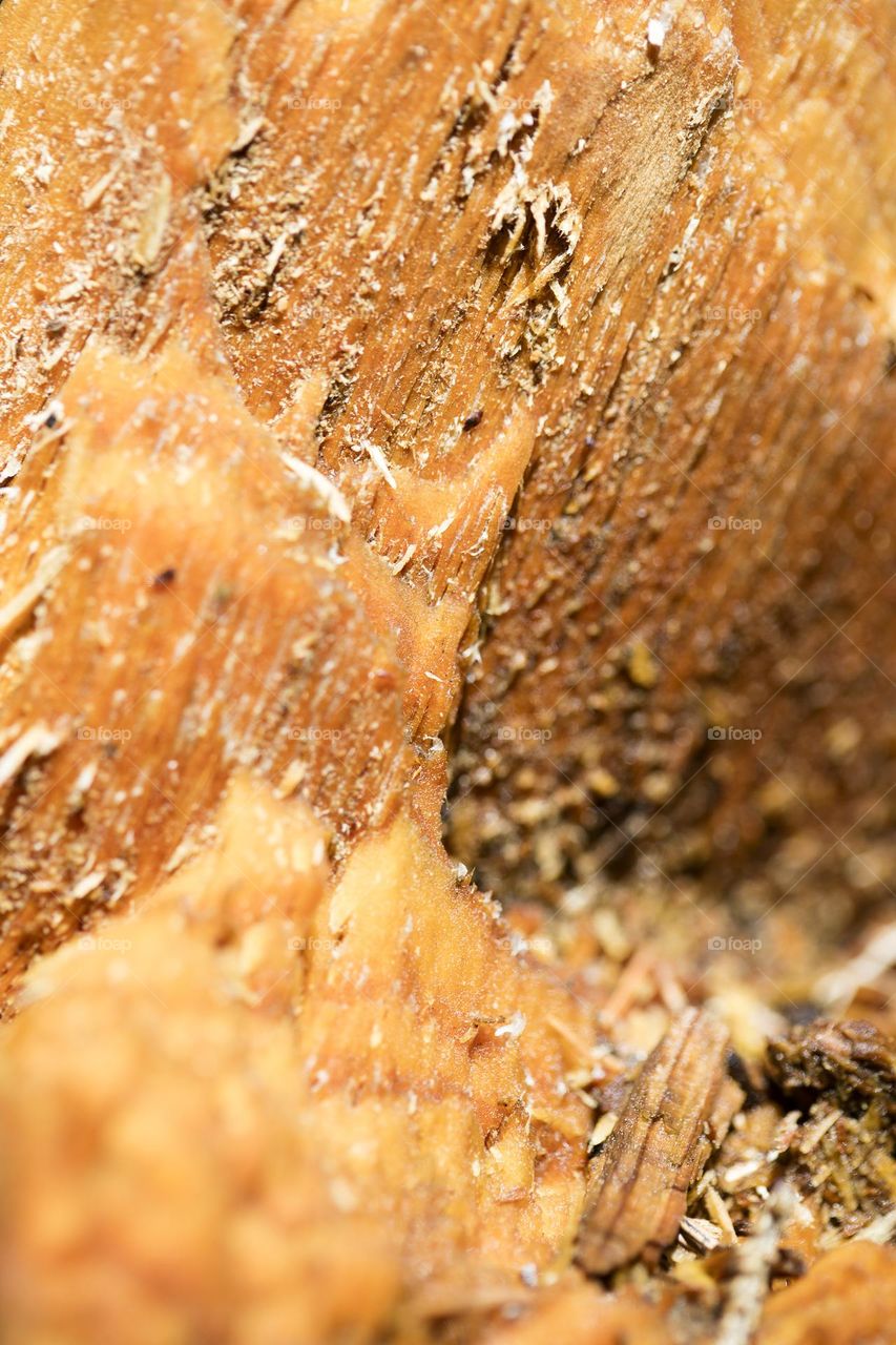 Wood surface close up background nature therapy amazing wildlife beautiful nature beings colorful eye-catching trippy psychedelic minimalist trees