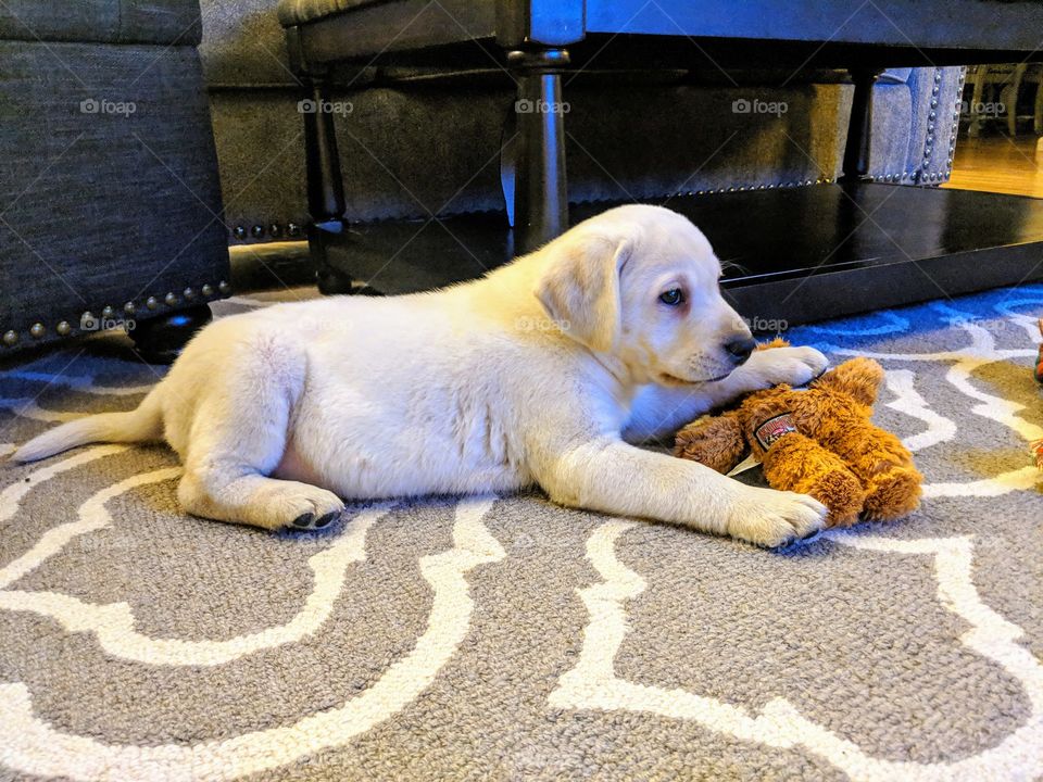 Duke our Polar White Lab
