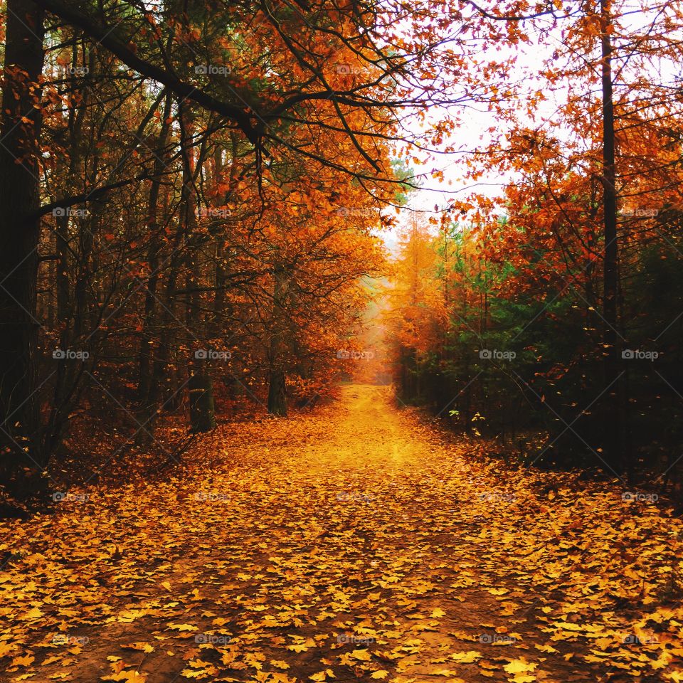 Fall, Tree, Wood, Dawn, Leaf