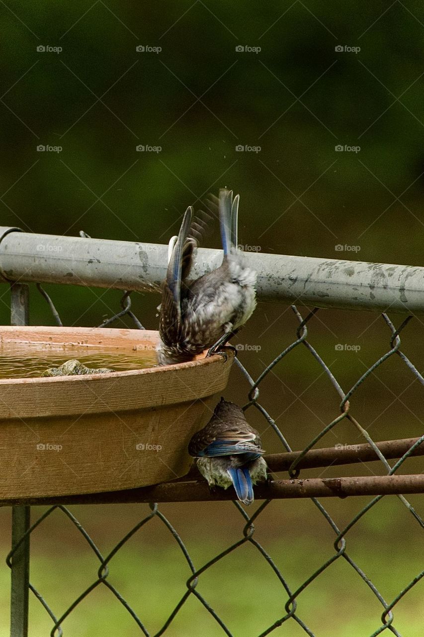 Fledgling Eastern Bluebirds sharing a spot at the birdbath. One is dunking its head and the other is playing it safe underneath 