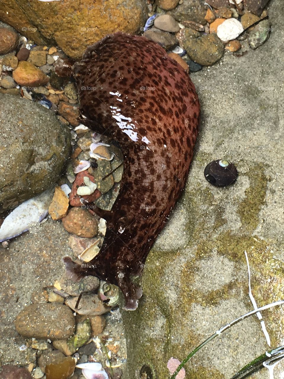 California sea hare 