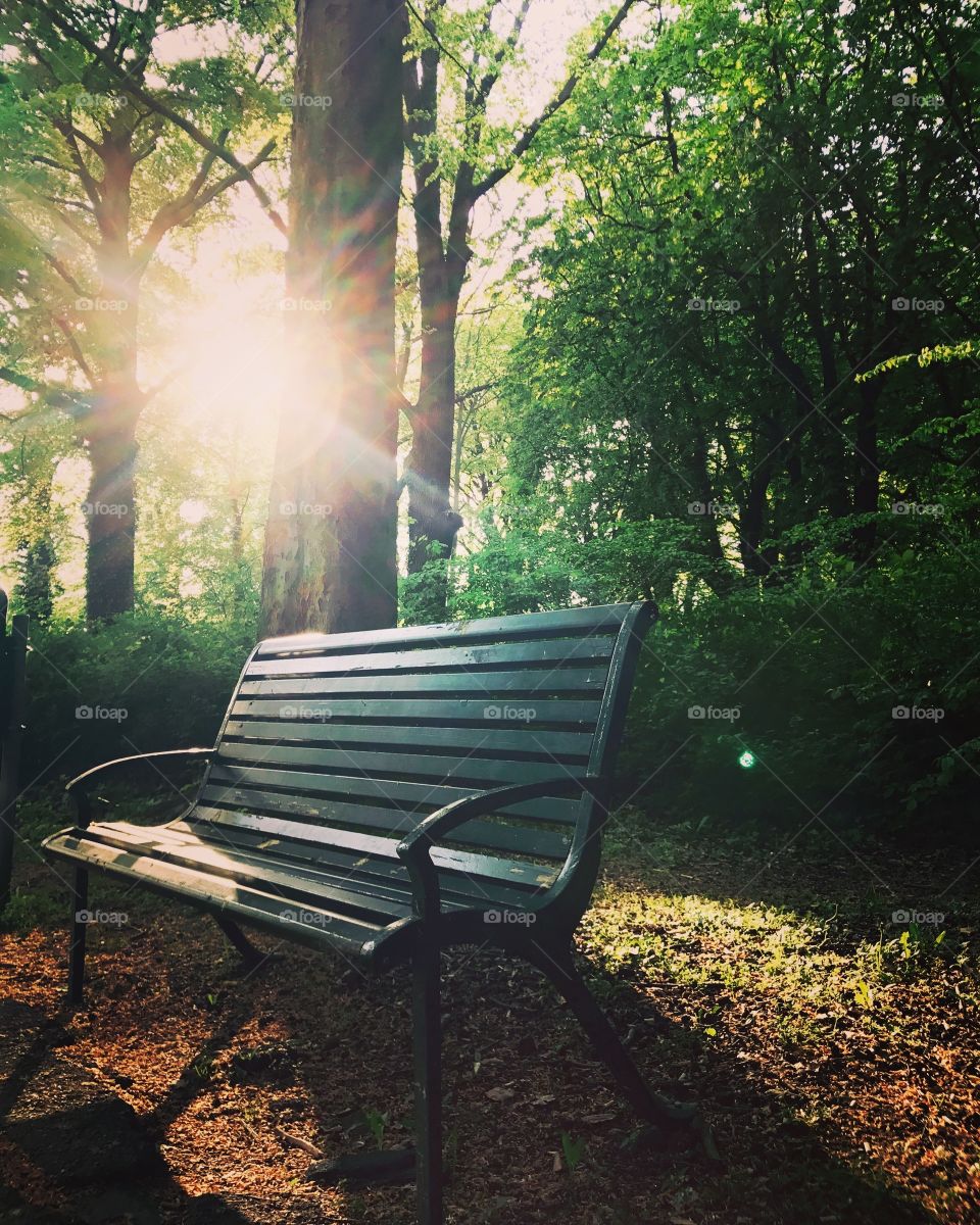 Alone in the park at sunset