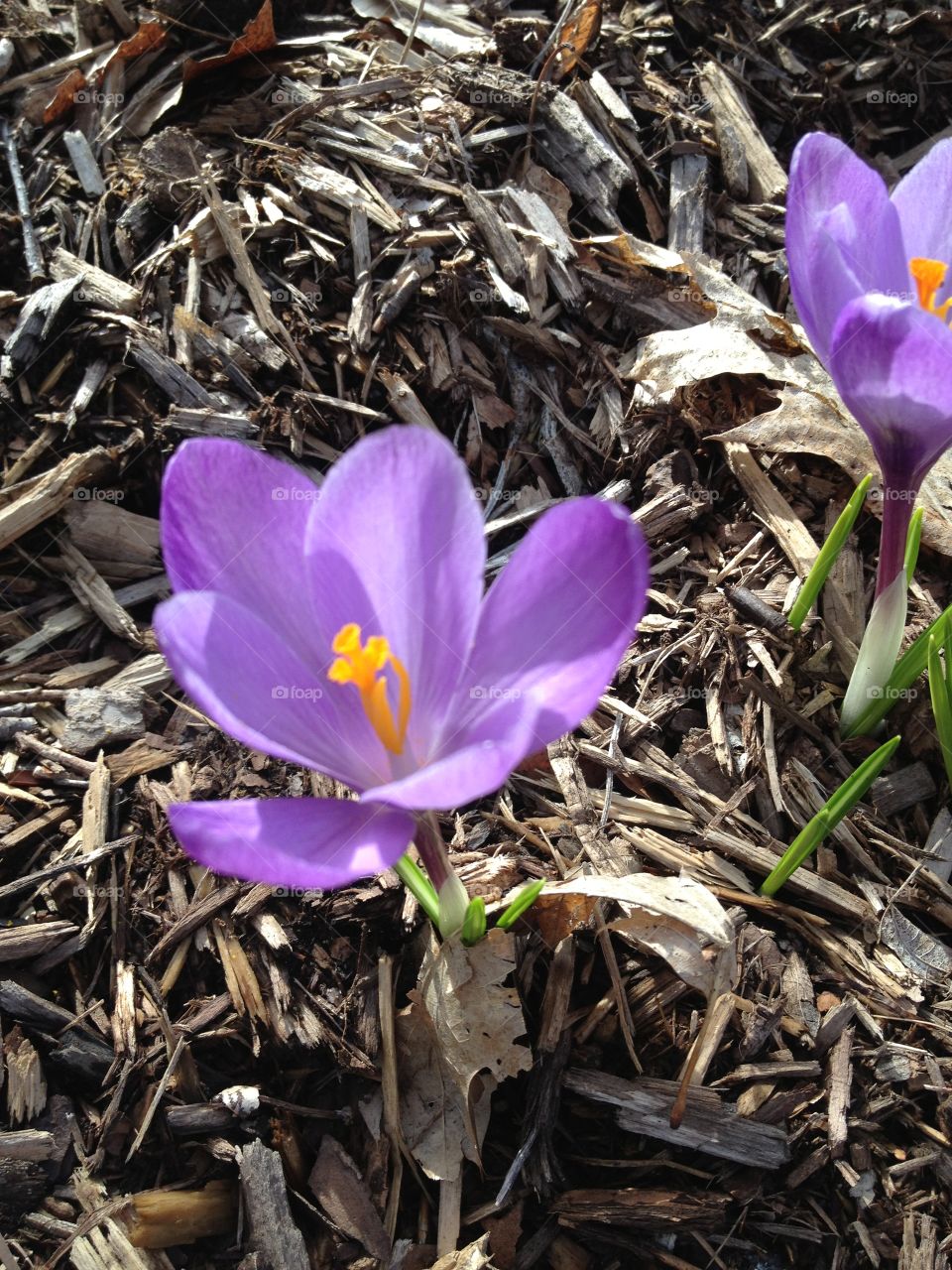 Purple crocus . Bright purple crocus blossom with back ground of wood mulch