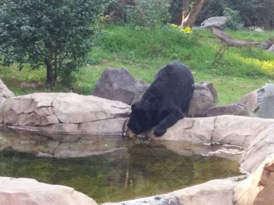 Black Bear is Thirsty