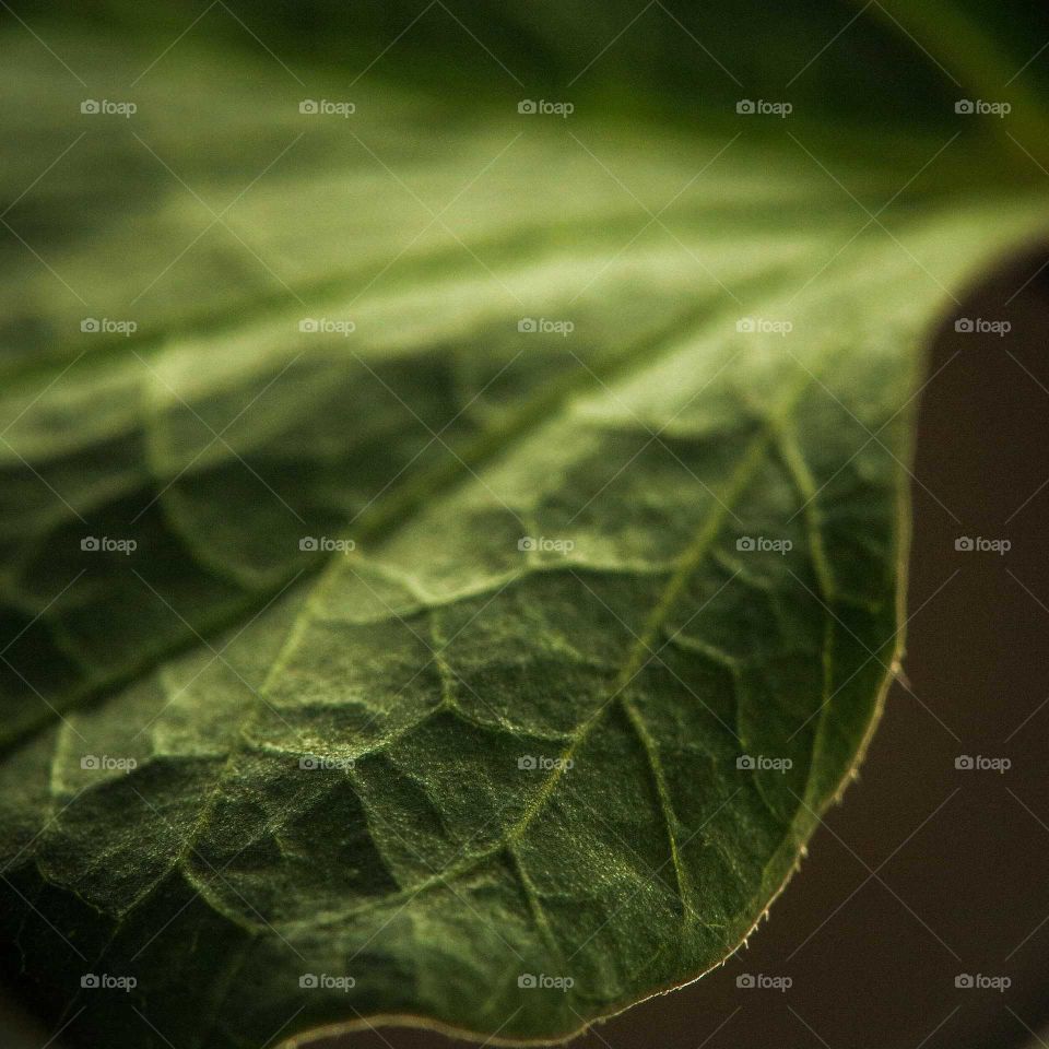 Leaf detail, with a creamy bokeh macro shot. Beautiful green tones, showing the details of the plant.