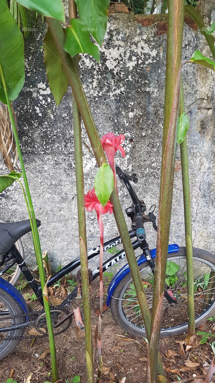 Flores são vidas. Bicicletas é saúde.