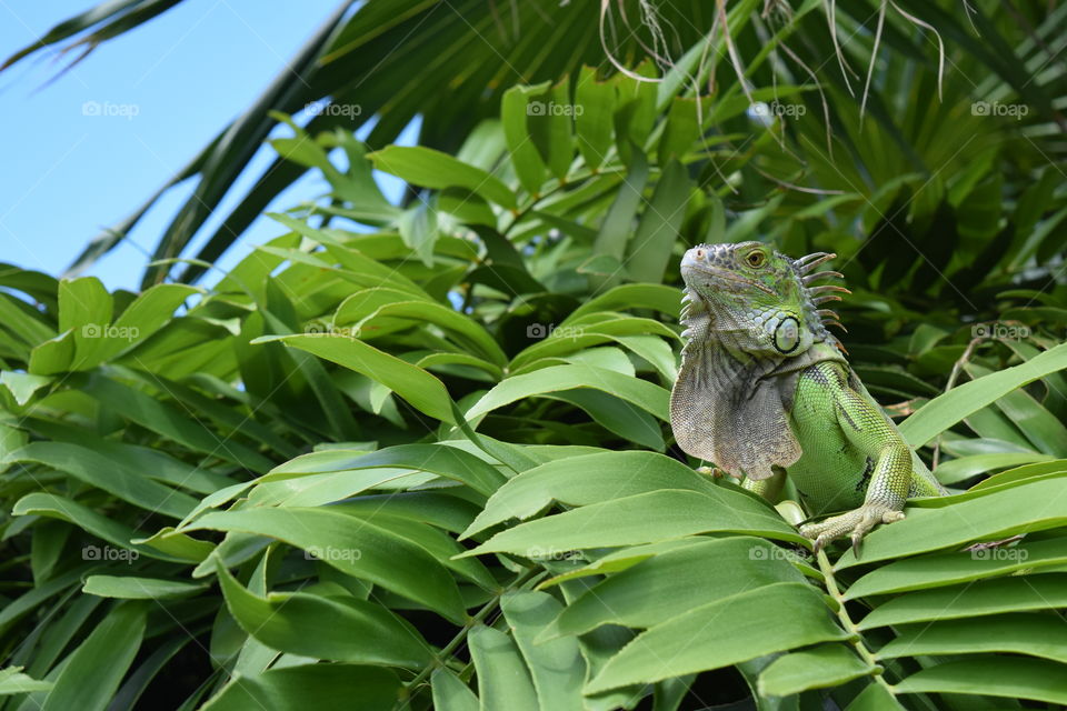 Iguana in Key West, FL, July 2016.