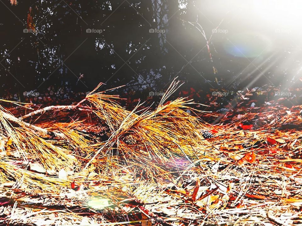 artificial light vs natural light  sunlight on pine fronds and leaves in the fall