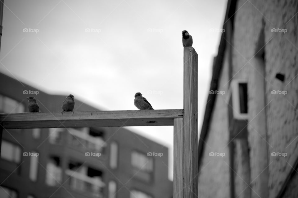 four birds perched atop of wooden structure 