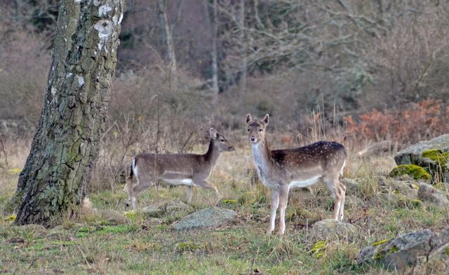Deers standing in grass, ronneby, sweden