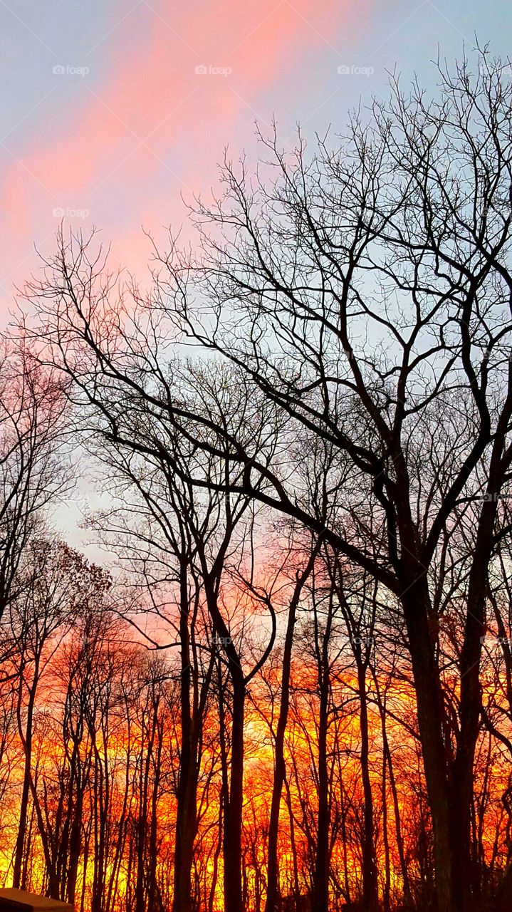 Silhouette of bare trees in forest