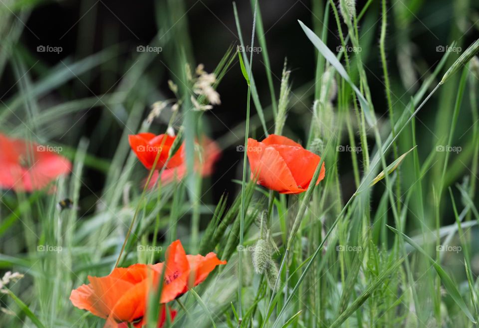 Meadow, red flowers, green grass, poppies 