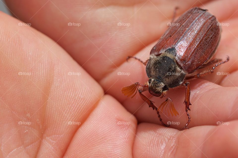 Insect on human hand