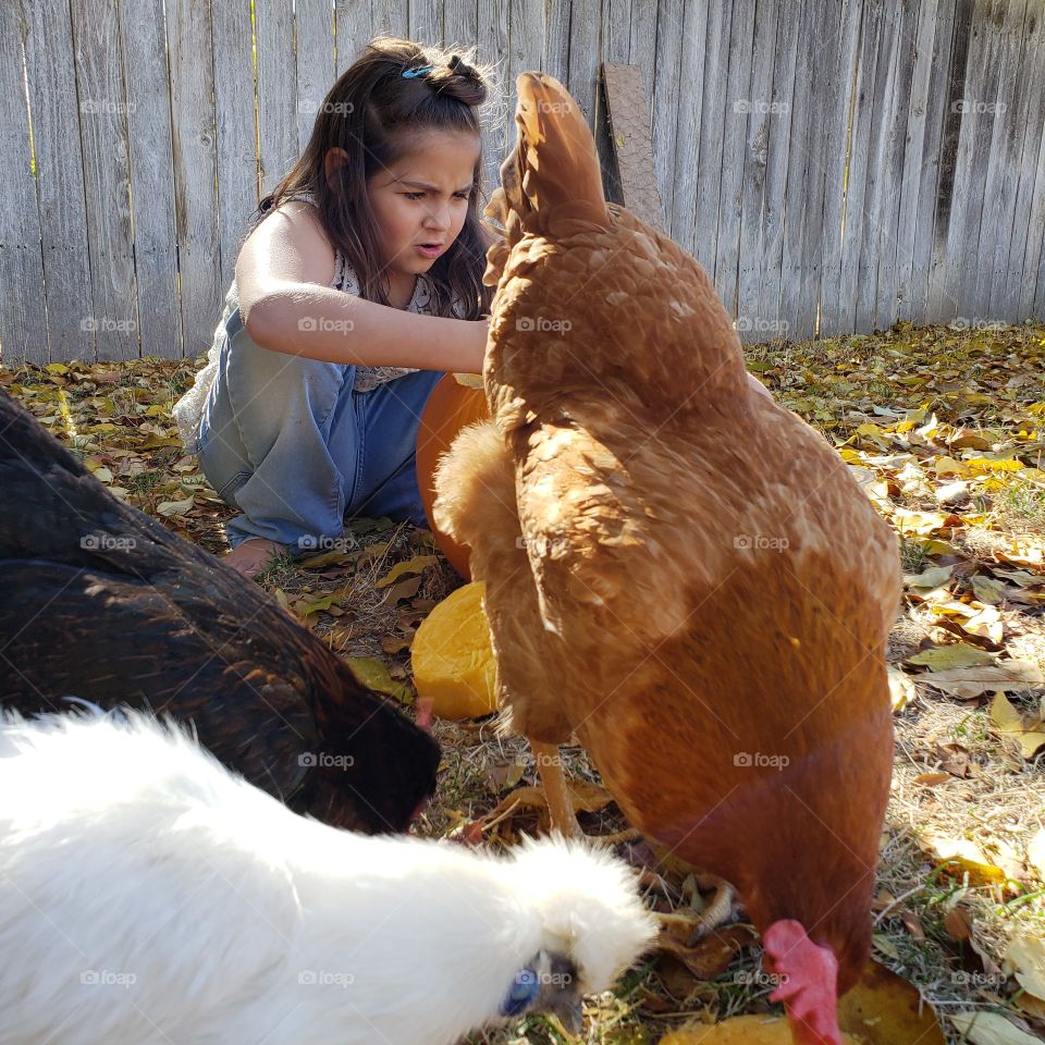 pumpkin gutting with chicken helpers
