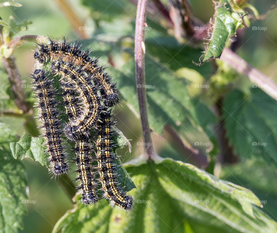 Butterfly catepilars on nettle.