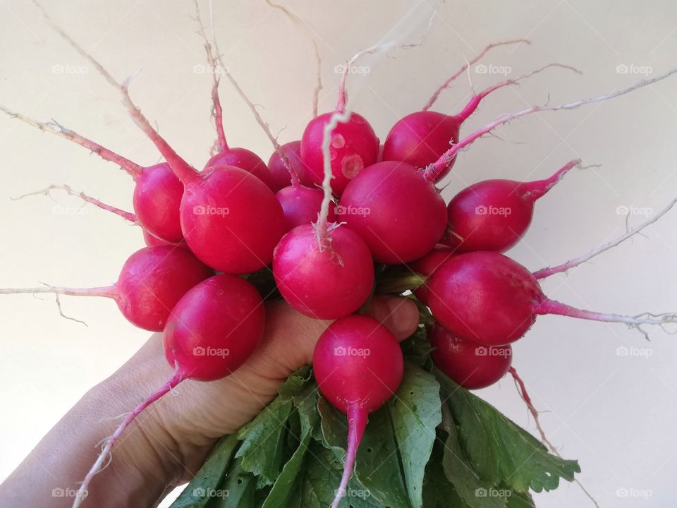 Woman holds bouquet of radishes