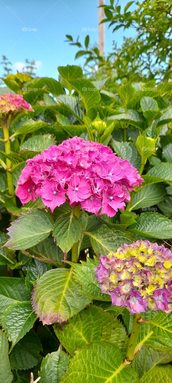 Pink Hydrangea flowers in bloom, summer garden plants