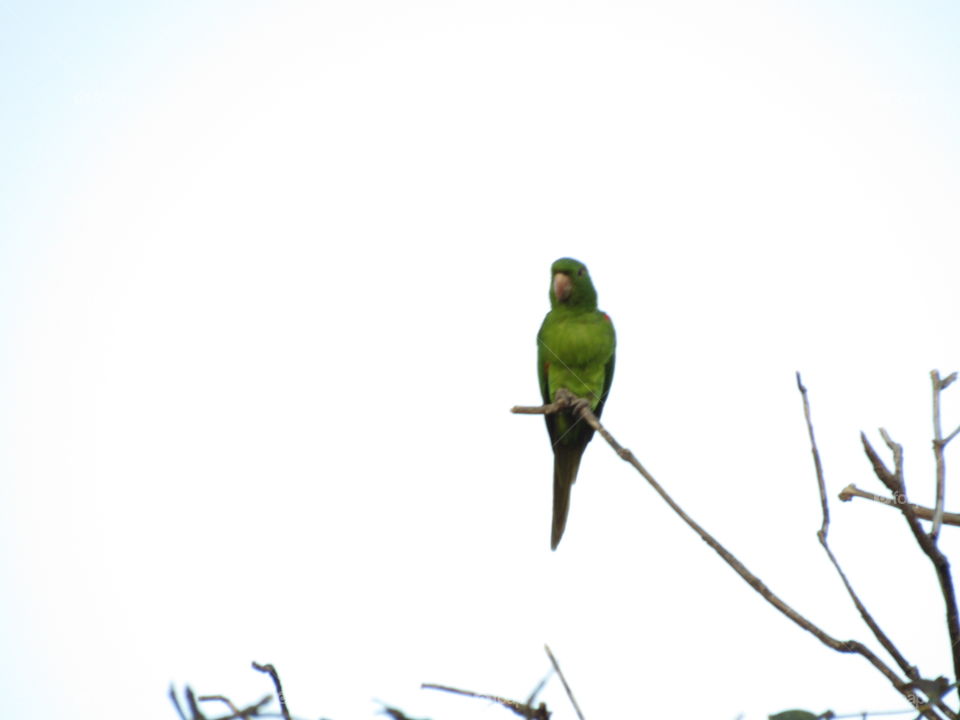 Beatiful Green Parrot