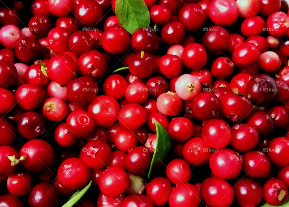 Lingonberry!