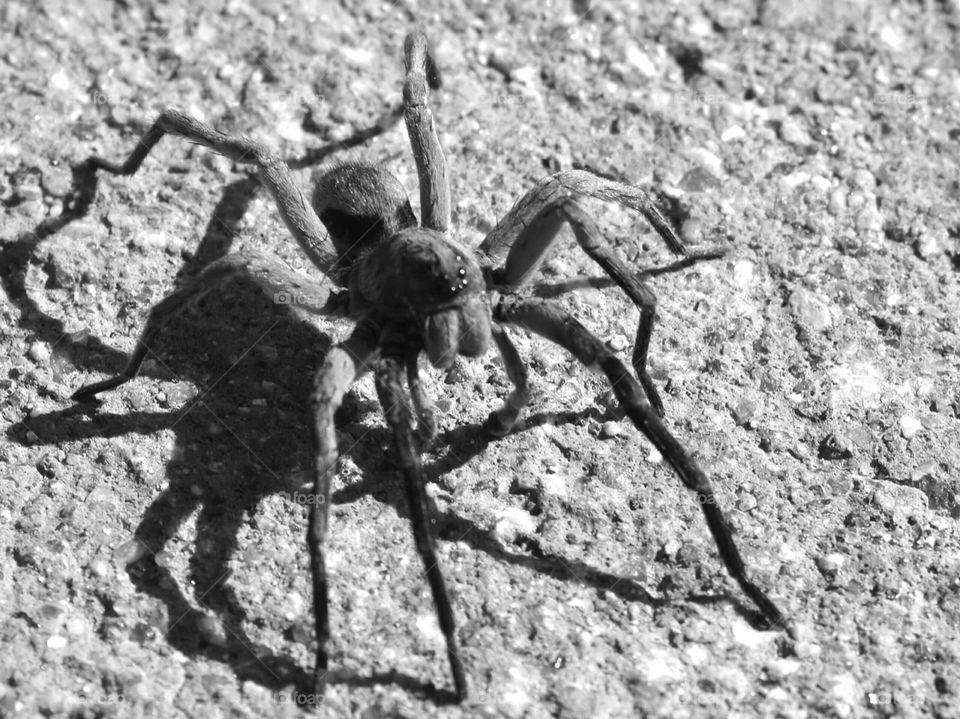 spider halloween spooky furry by ezdrossi