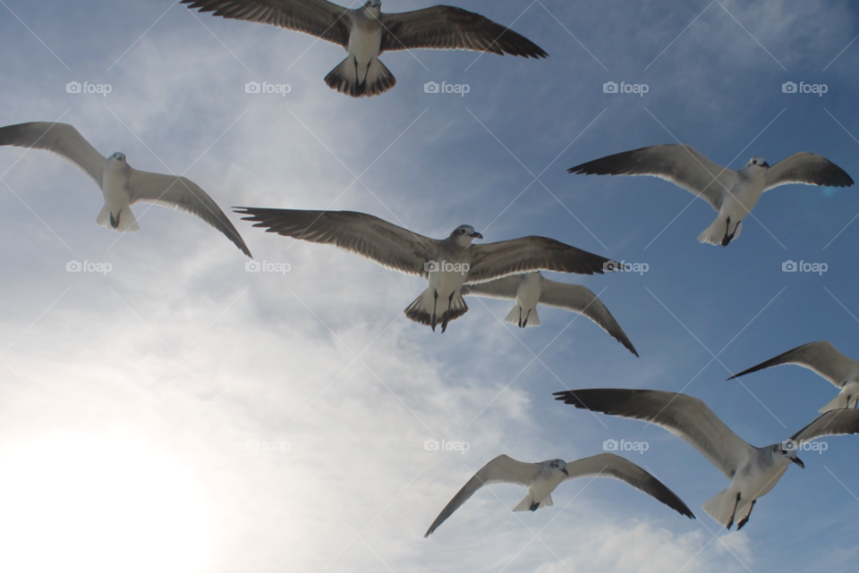 sky clouds birds bird by Elina