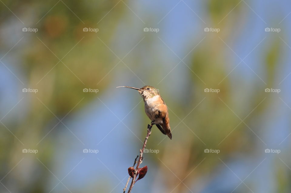 Hummingbird on the tree