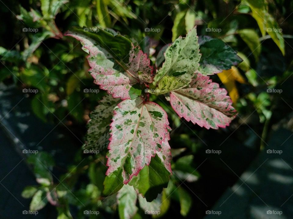 leaf Photography, leaf spring season