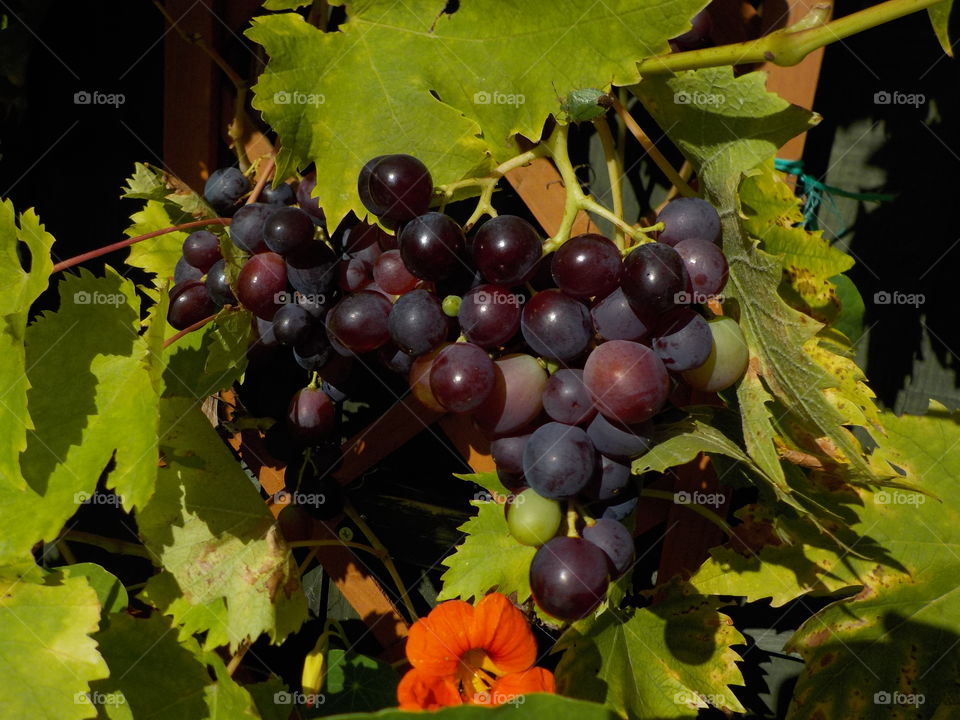 Could've made wine but was tasty