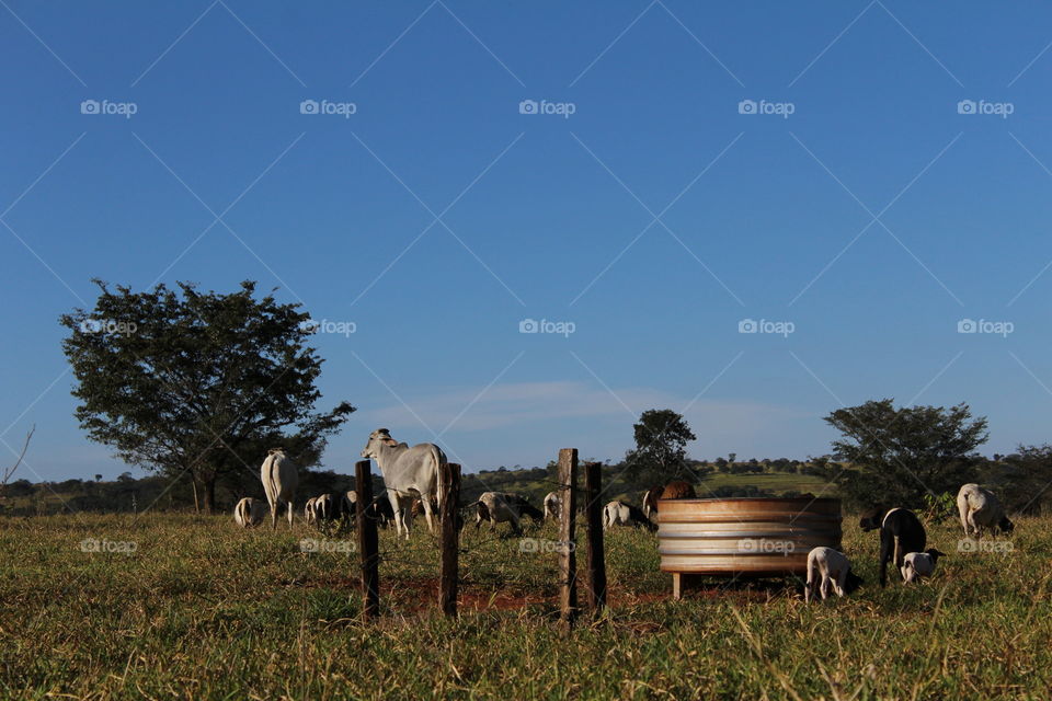 cattle grazing