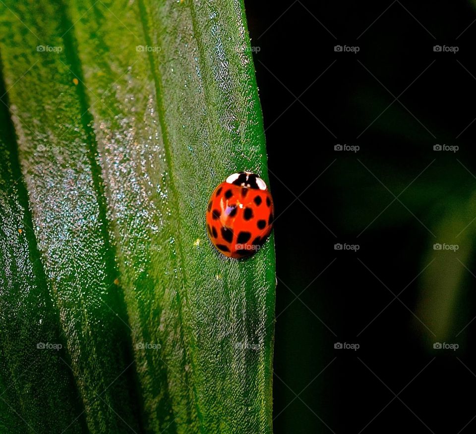 Lady Bug