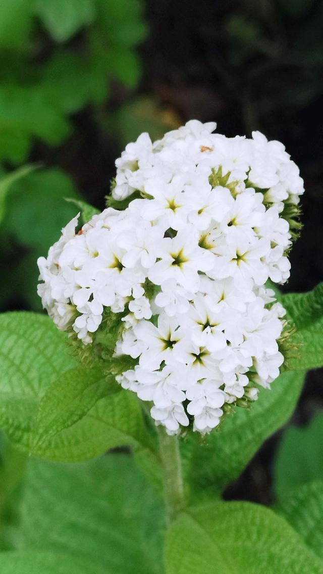 white flowers