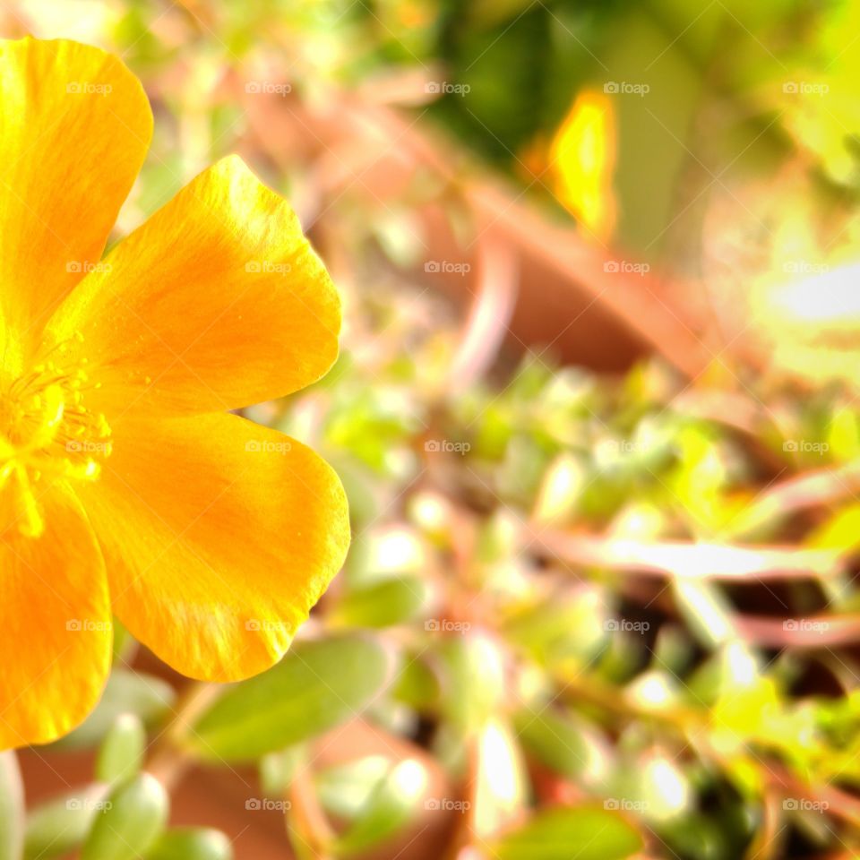 The beauty of flowers