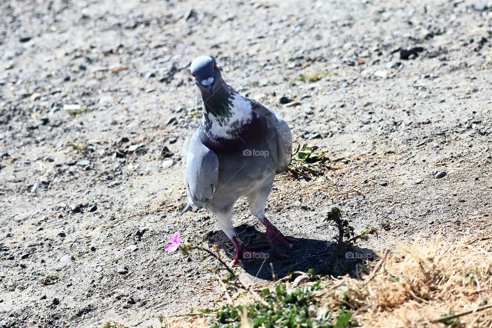 Pigeon with an attitude