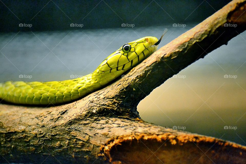 Green snake on tree trunk