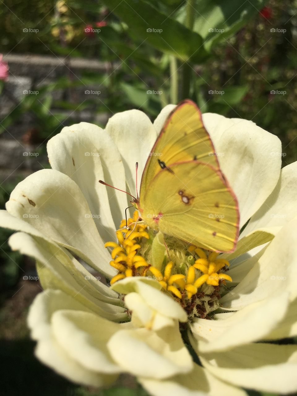 Yellow butterfly