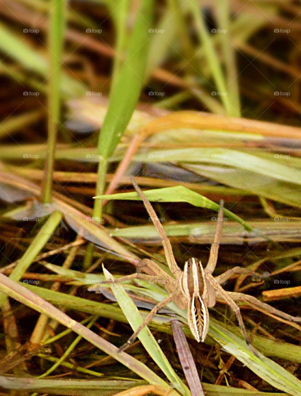 Grass Spider
