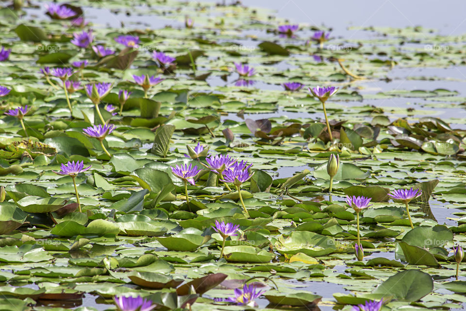 The beauty of the Purple Lotus Bloom in ponds