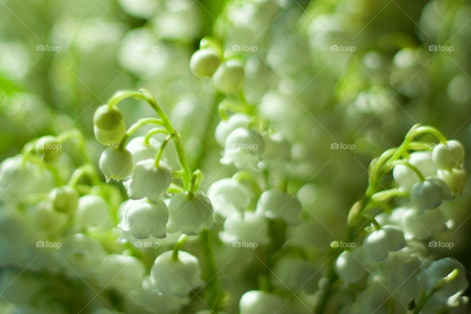 Isolated closeup of lily of the valley blossoms in sunlight (landscape)